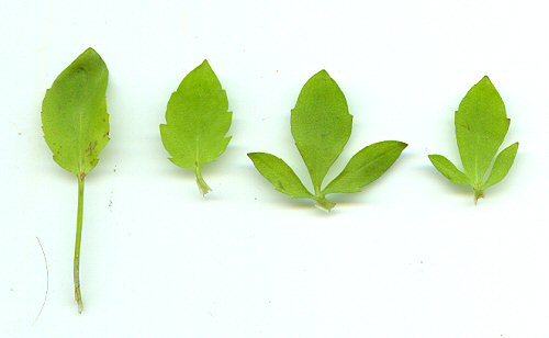 Eryngium_prostratum_leaves.jpg
