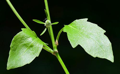 Eryngium_prostratum_leaves1.jpg
