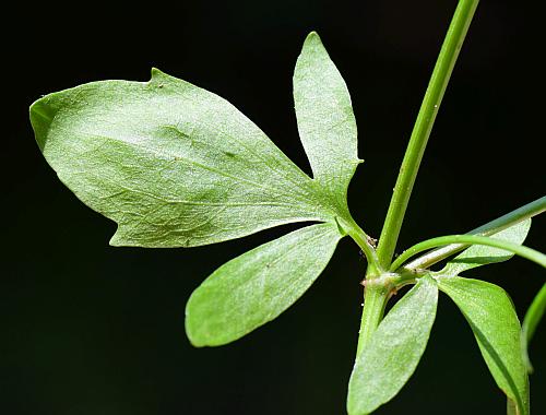 Eryngium_prostratum_leaves2.jpg