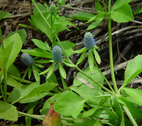 Eryngium_prostratum_plant.jpg