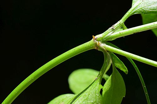 Eryngium_prostratum_stem.jpg