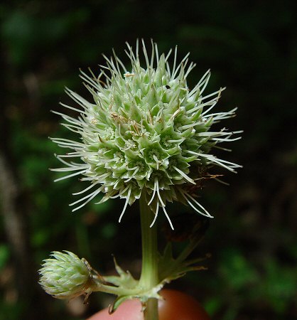 Eryngium_yuccifolium_flowers.jpg
