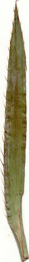 Eryngium_yuccifolium_pressed_leaf.jpg