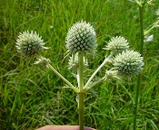 Eryngium yuccifolium thumbnail