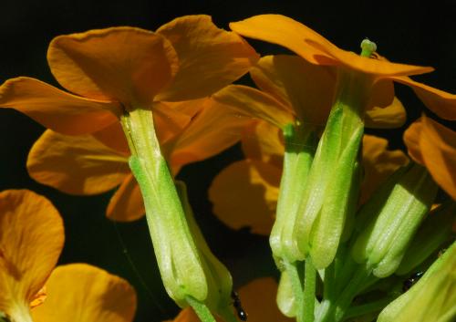 Erysimum_capitatum_calyx2.jpg