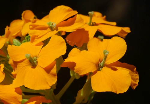 Erysimum_capitatum_flowers3.jpg