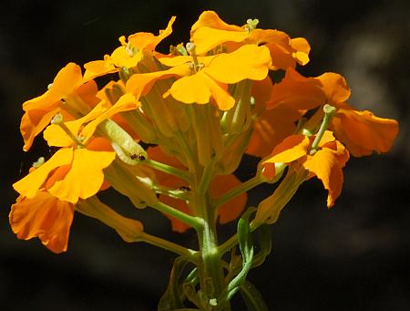 Erysimum_capitatum_inflorescence.jpg