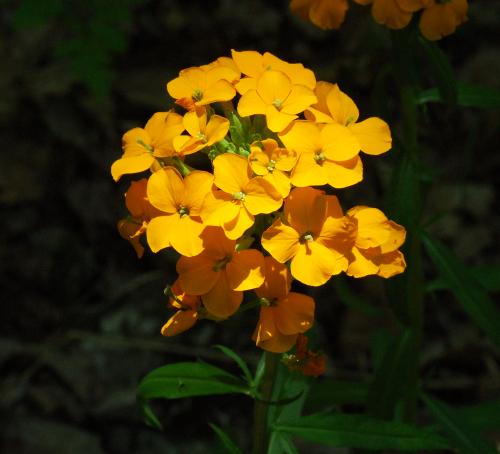 Erysimum_capitatum_inflorescence2.jpg