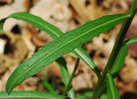 Erysimum_capitatum_leaf1.jpg