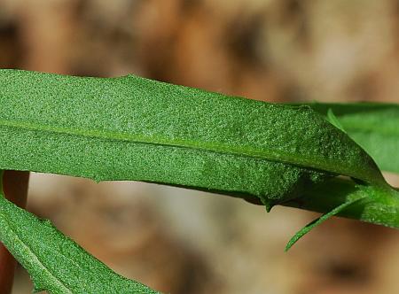 Erysimum_capitatum_leaf2.jpg