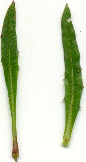 Erysimum_capitatum_leaves.jpg