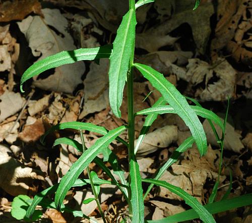 Erysimum_capitatum_leaves2.jpg