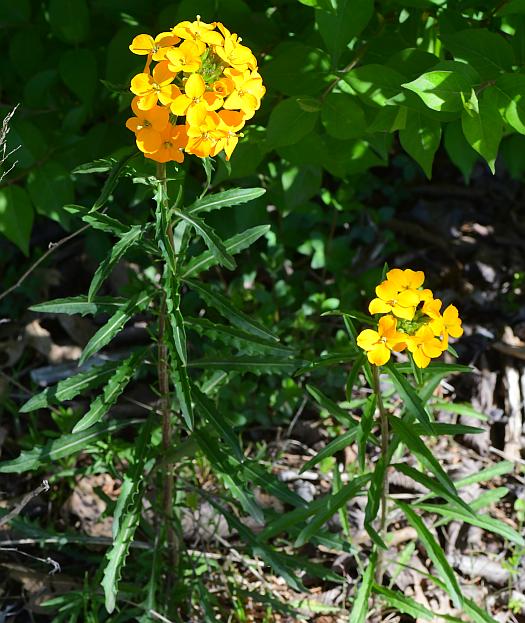 Erysimum_capitatum_plant.jpg