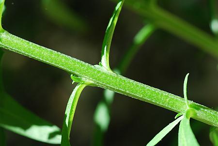 Erysimum_capitatum_stem2.jpg