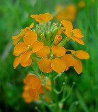 Erysimum capitatum thumbnail