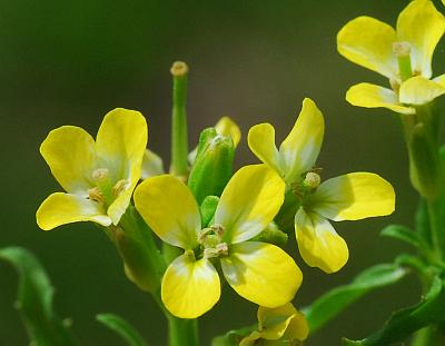 Erysimum_repandum_corollas.jpg