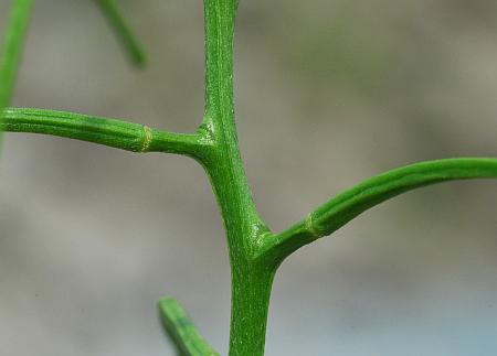 Erysimum_repandum_fruits1.jpg