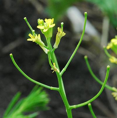 Erysimum_repandum_fruits2.jpg