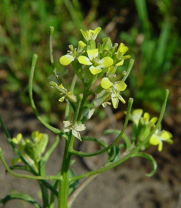 Erysimum_repandum_inflorescence.jpg