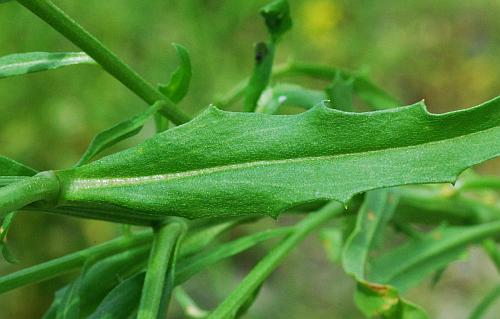 Erysimum_repandum_leaf1.jpg