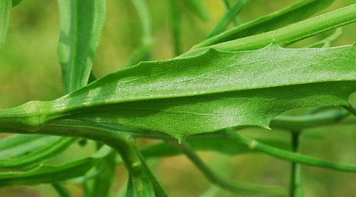 Erysimum_repandum_leaf2.jpg