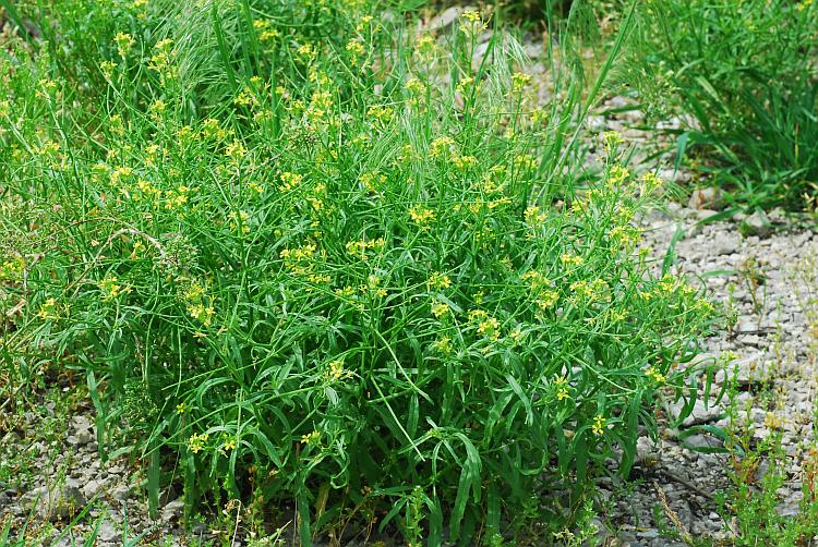 Erysimum_repandum_plant.jpg