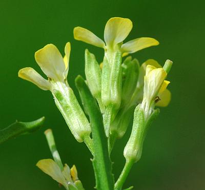 Erysimum_repandum_sepals.jpg