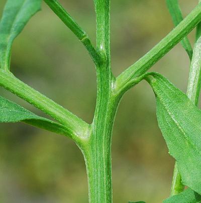 Erysimum_repandum_stem.jpg