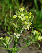 Erysimum repandum thumbnail