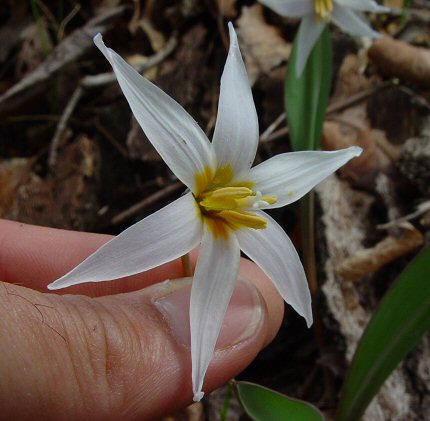 Erythronium_albidum_flower.jpg