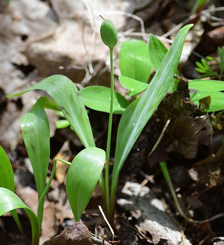 Erythronium_albidum_fruiting.jpg