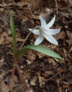 Erythronium albidum thumbnail