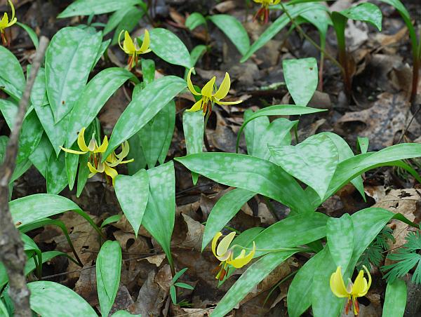 Erythronium_americanum_colony.jpg