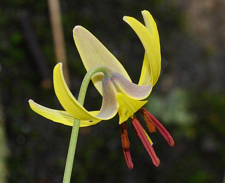 Erythronium_americanum_flower.jpg