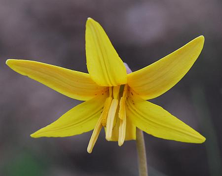 Erythronium_americanum_flower2.jpg