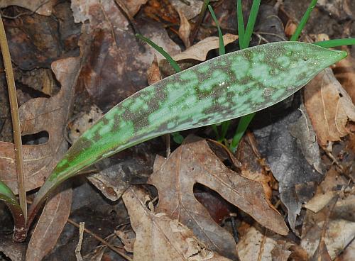 Erythronium_americanum_leaf.jpg