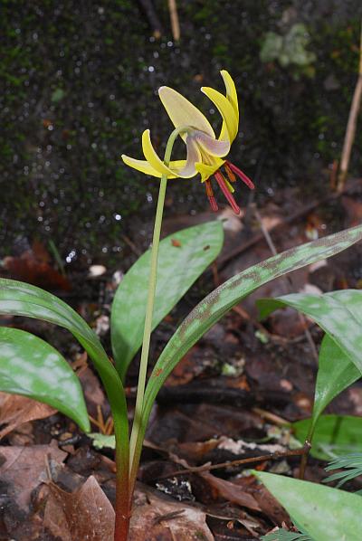 Erythronium_americanum_plant.jpg