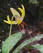 Erythronium americanum thumbnail