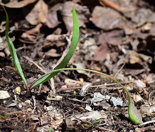 Erythronium_mesochoreum_fruiting.jpg