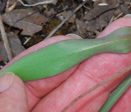 Erythronium_mesochoreum_leaf2.jpg