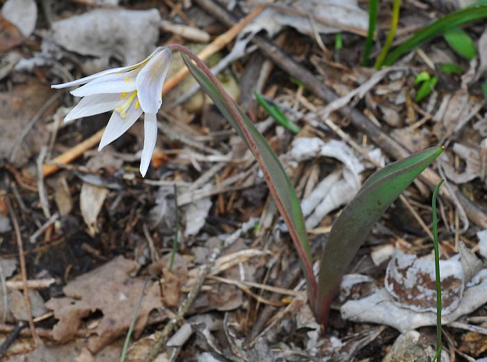 Erythronium_mesochoreum_plant.jpg