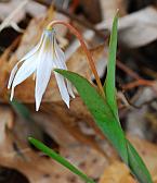 Erythronium mesochoreum thumbnail