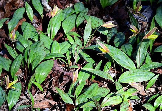 Erythronium_rostratum_habit.jpg