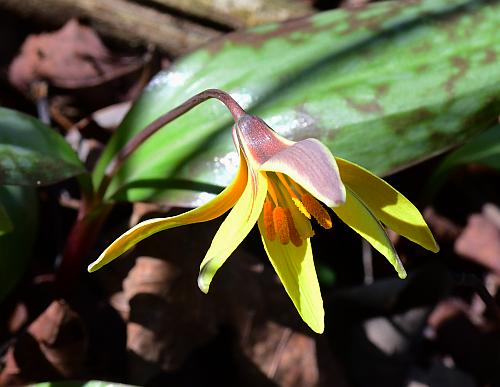 Erythronium_rostratum_inflorescence.jpg