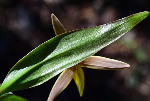 Erythronium_rostratum_leaf2.jpg