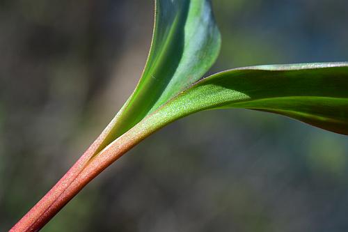 Erythronium_rostratum_leafbase.jpg