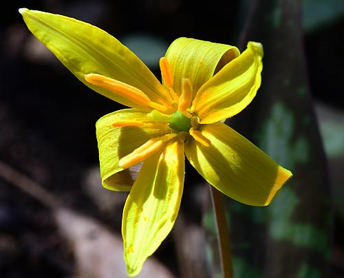 Erythronium_rostratum_perianth2.jpg