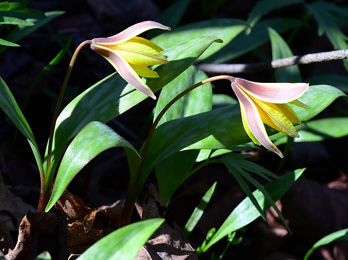 Erythronium_rostratum_plant.jpg