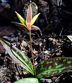 Erythronium rostratum thumbnail