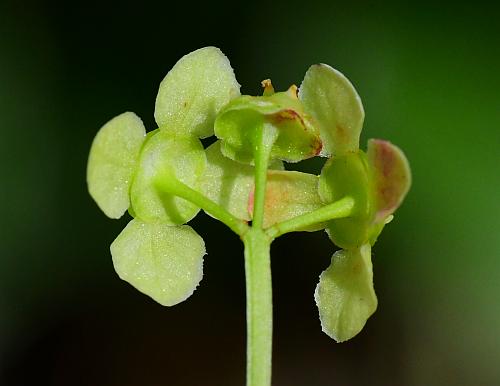 Euonymus_alatus_calyces.jpg